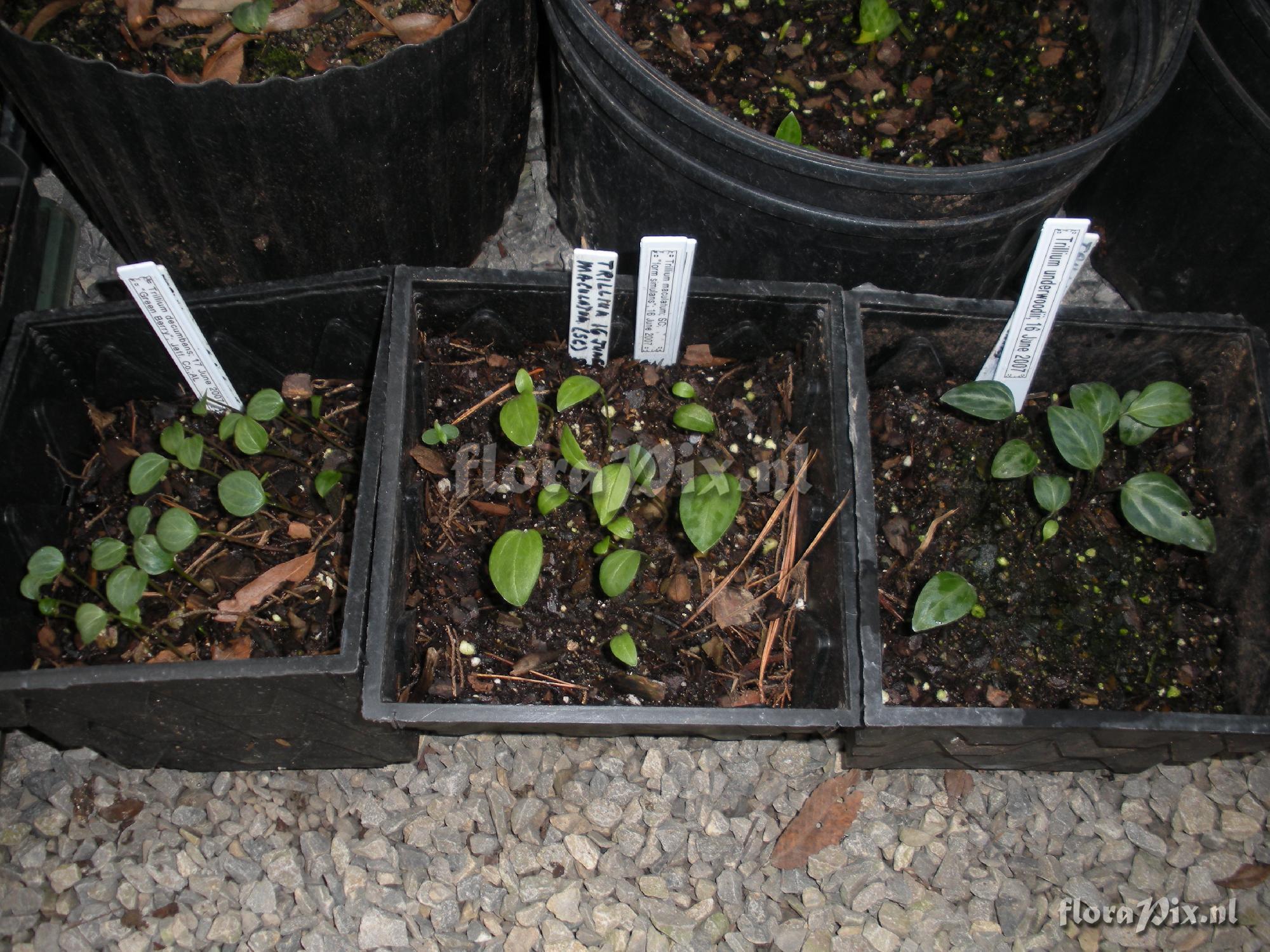 Trillium seedlings