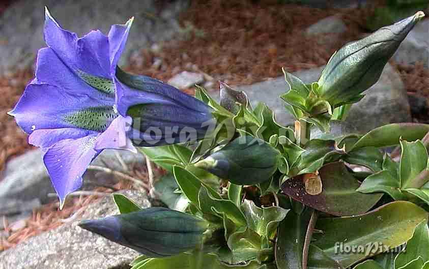 Gentiana acaulis in photographers garden