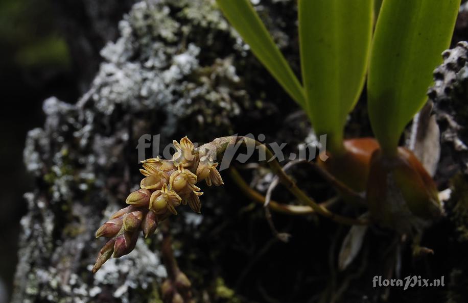 Bulbophyllum caespitosum