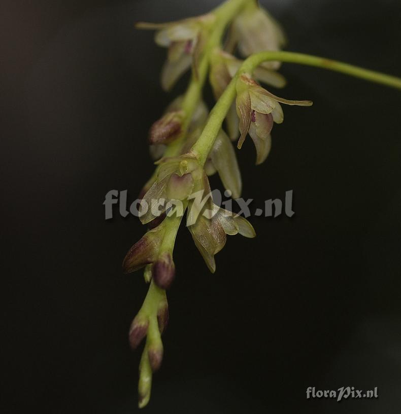 Bulbophyllum minutum