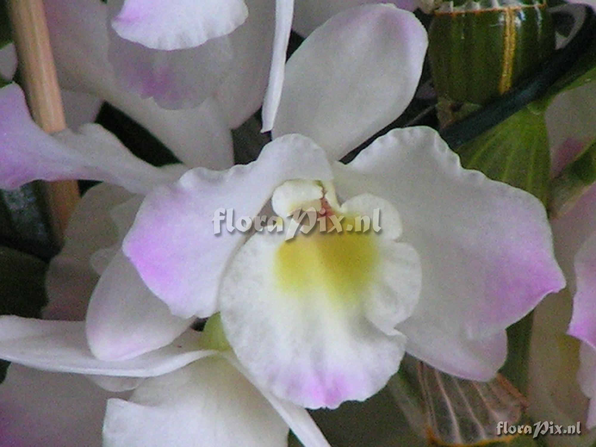 Cultivar Dendrobium nobile Hybride