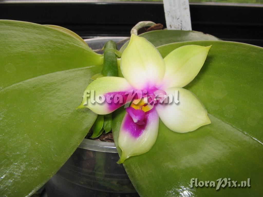 Phalaenopsis Violacea var Borneo
