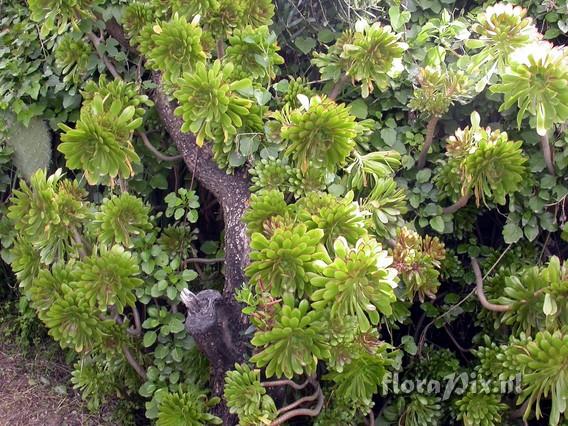 Aeonium arboreum cv. atropurpureum