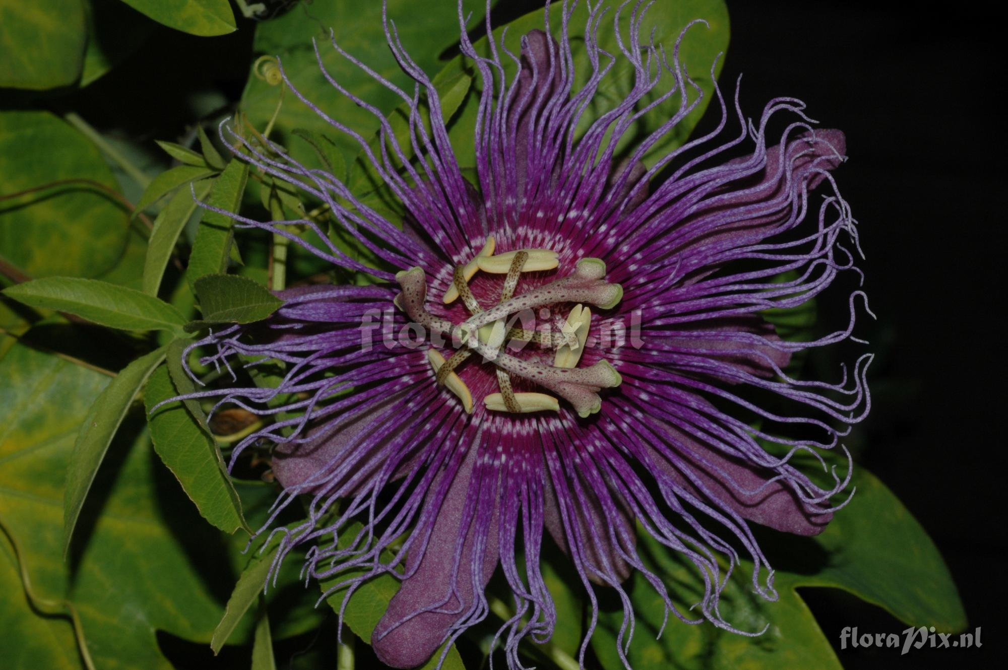Passiflora cincinnata 