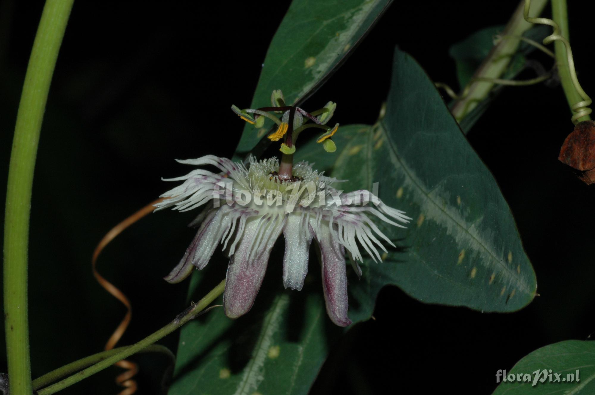 Passiflora pardafolia
