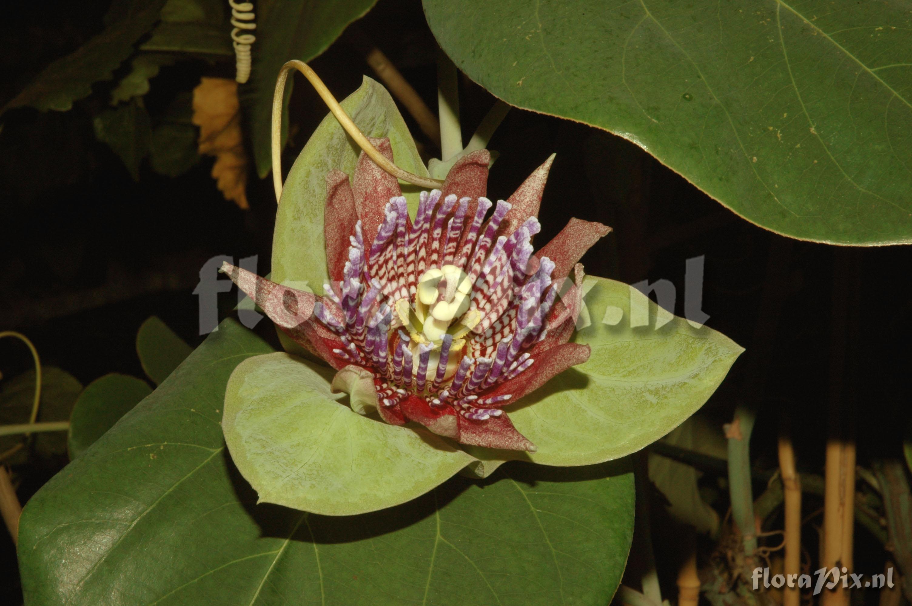 Passiflora triloba