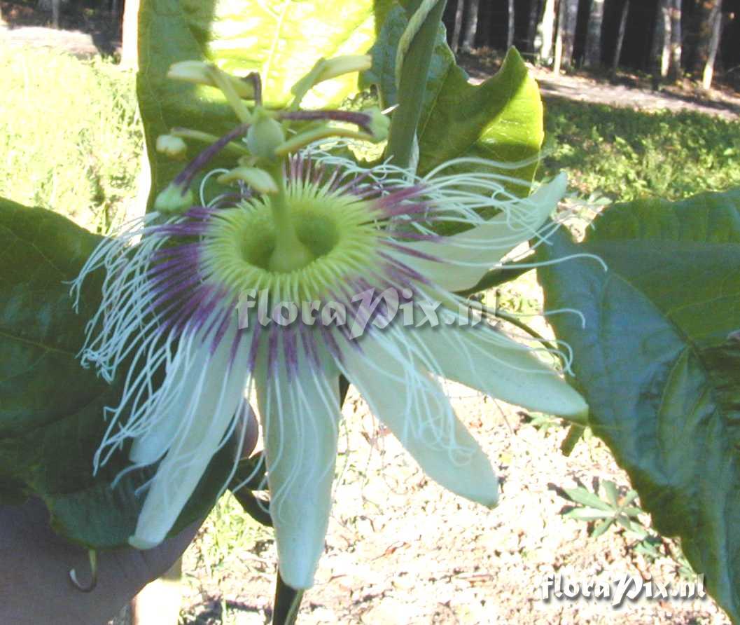 Passiflora edulis f. flavicarpa x Passiflora setacea