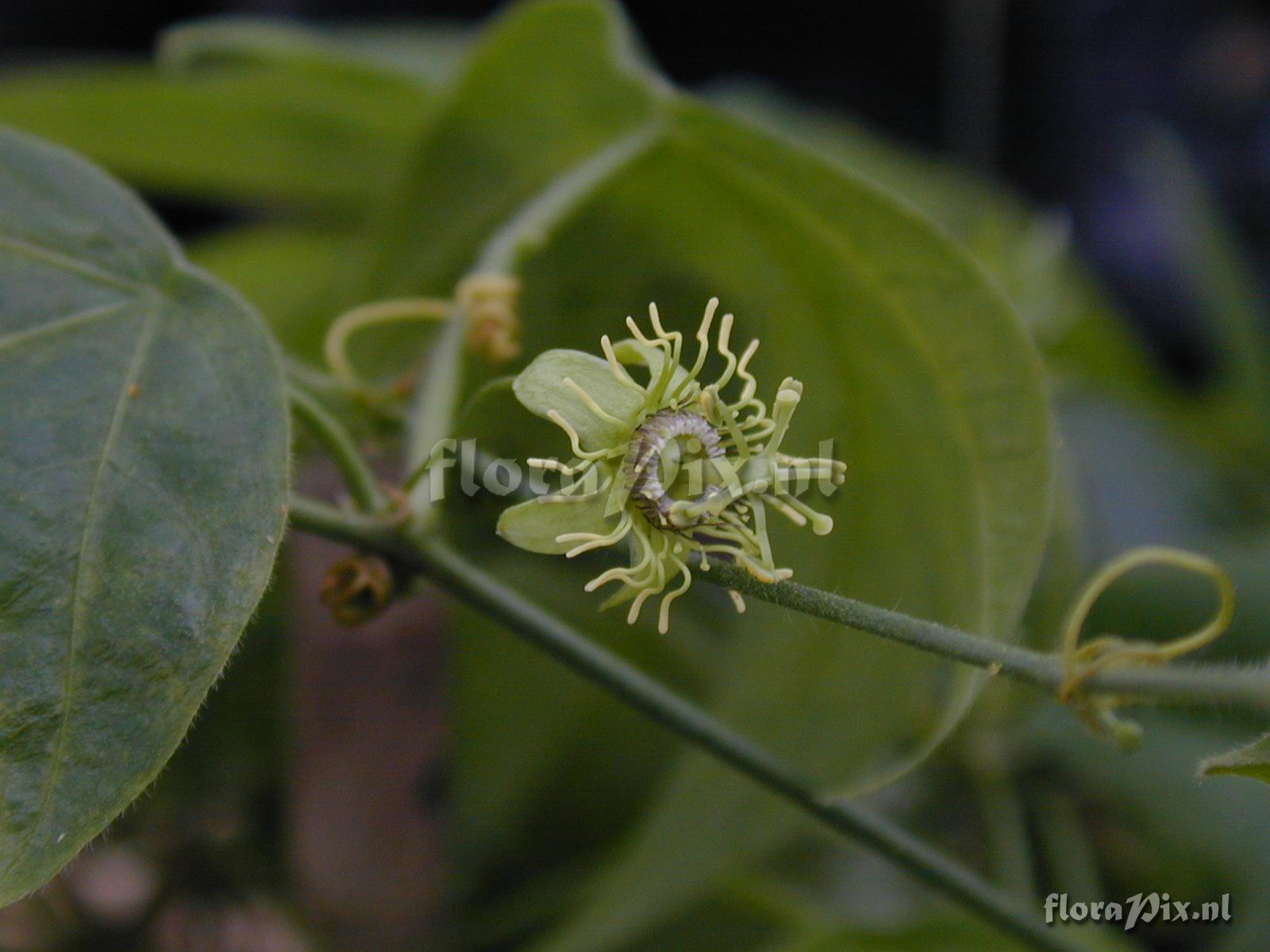 Passiflora suberosa