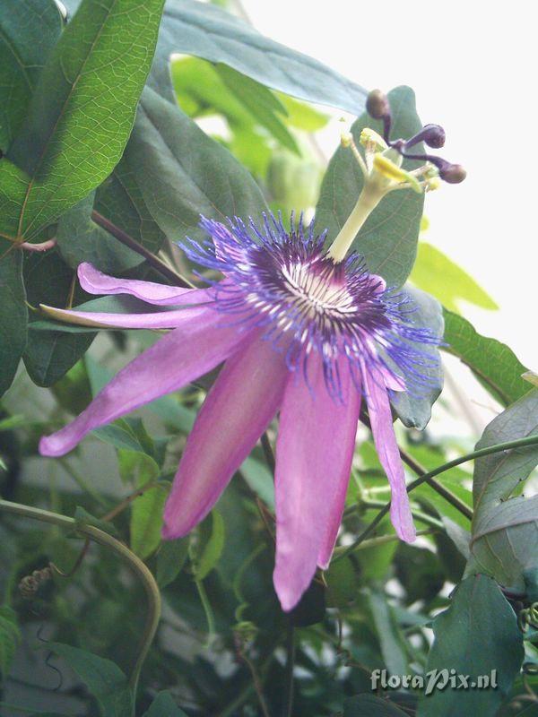Passiflora xkewensis 
