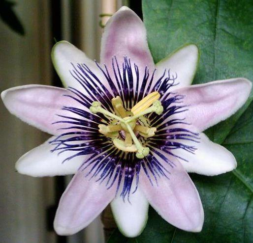 Passiflora xbelotii