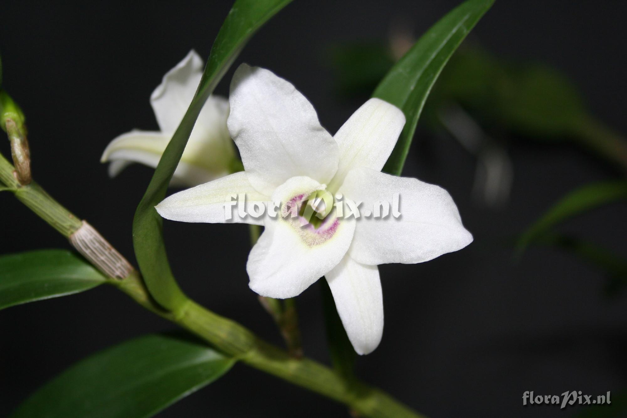 Cultivar Dendrobium Casiope
