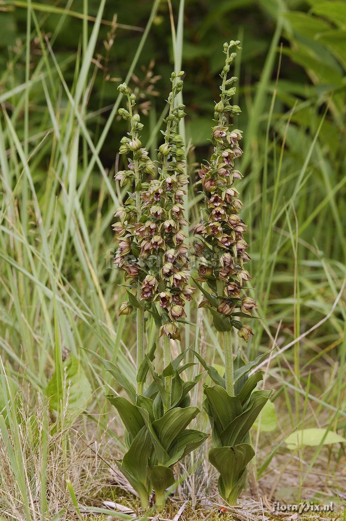 Epipactis helleborine subsp. neerlandica