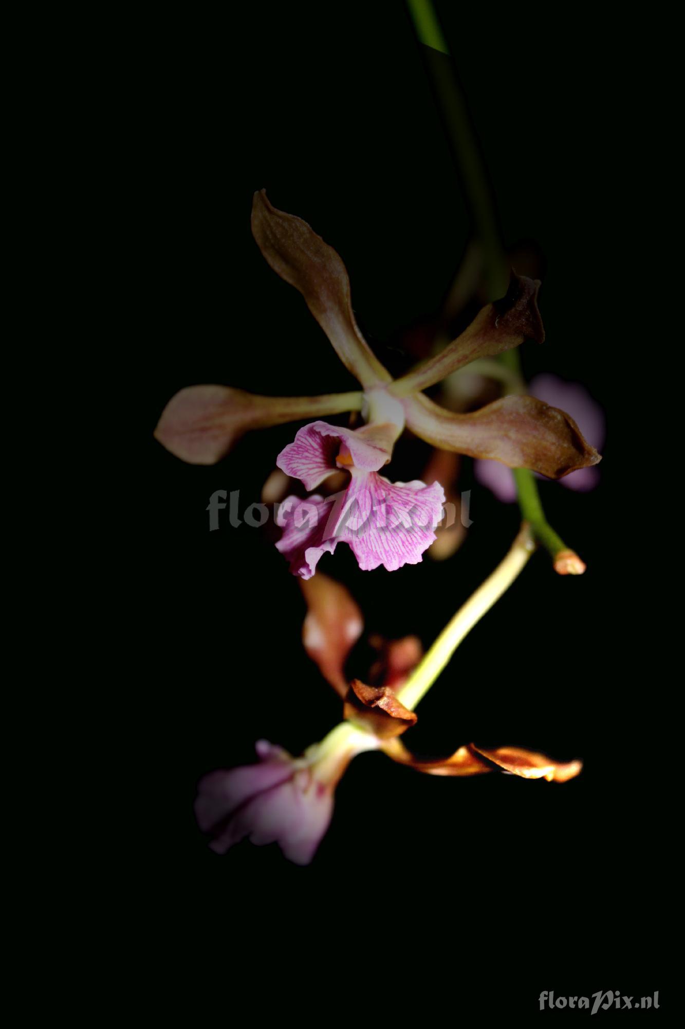 Encyclia hanburyi (Lindl.) Schltr.