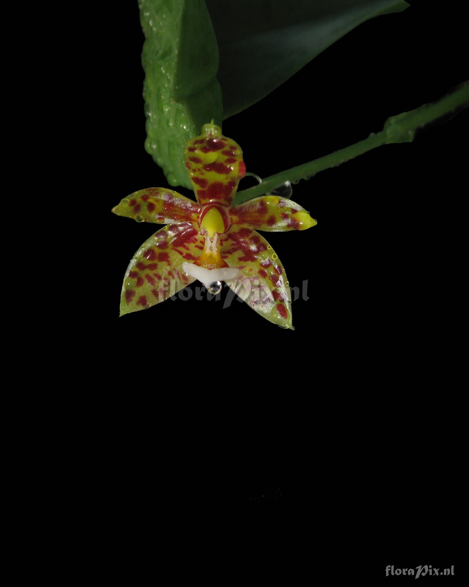 Phalaenopsis cornu-cervi (BREDA) BLUME & RCHB.F. 