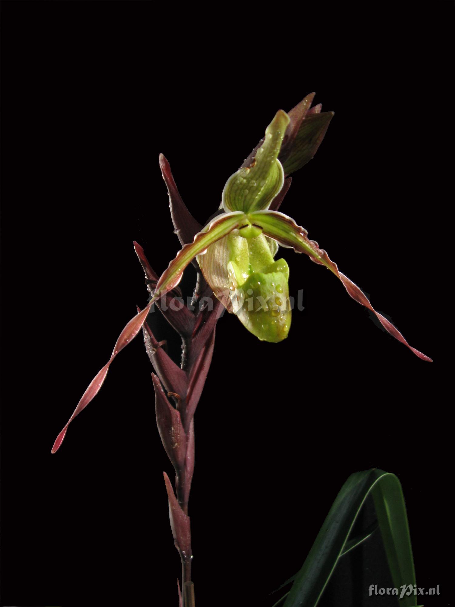 Phragmipedium longifolium (Rchb. & Warzewicz) Rolf