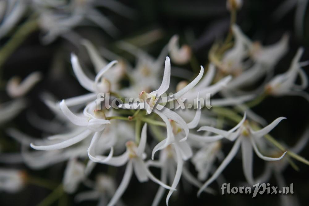 Dendrobium liguiforme