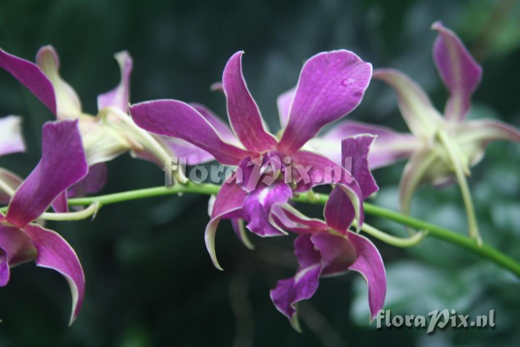 Dendrobium x Superbiens 