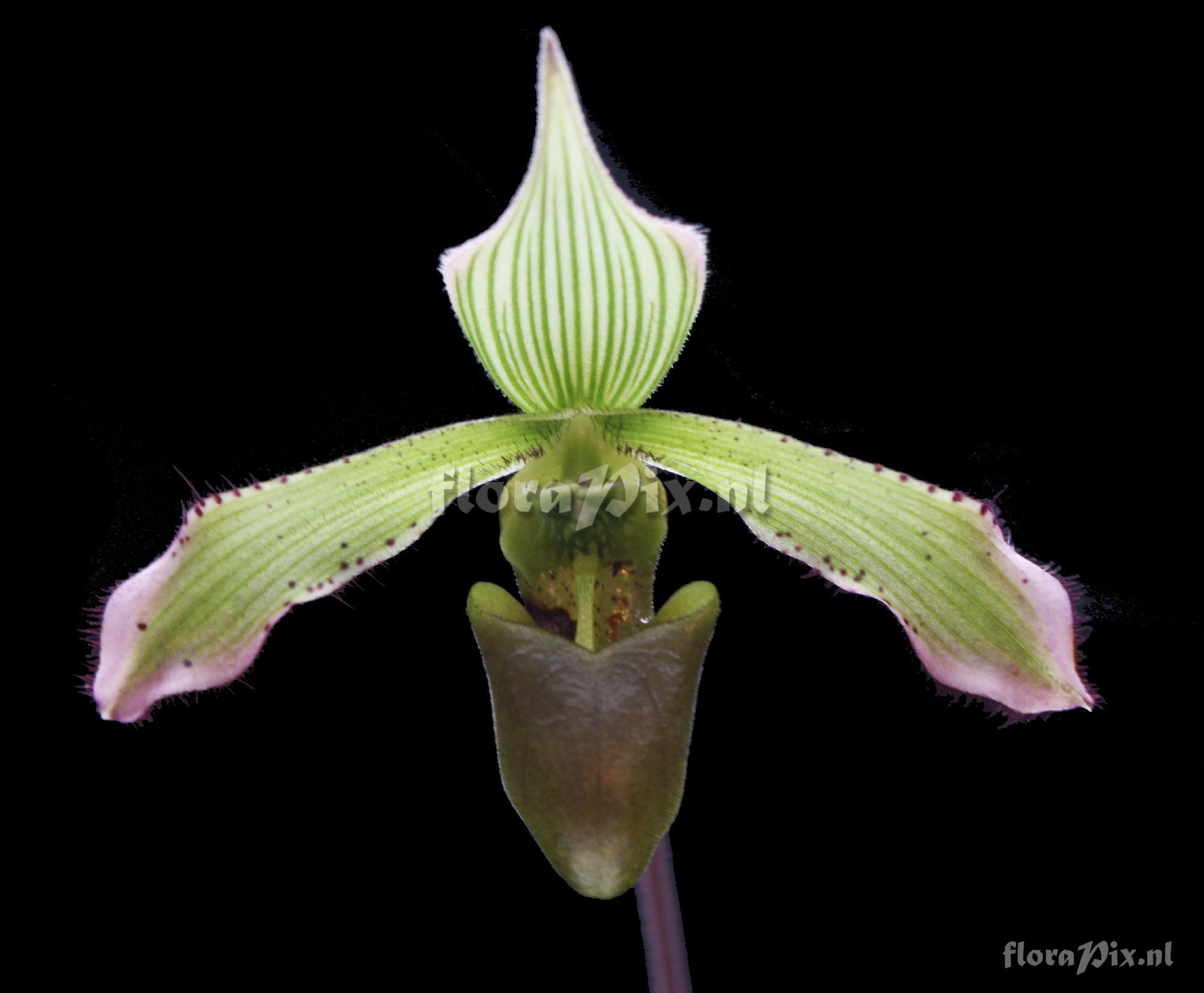 Paphiopedilum javanicum (Reinw. ex Blume) Pfitzer 