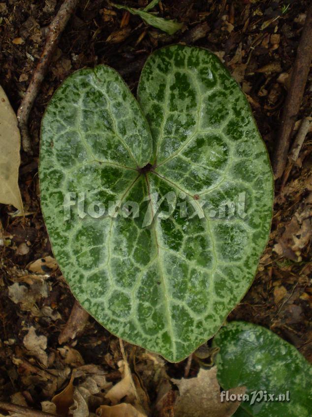 Asarum cf. asaroides (Veined and marbled foliage)