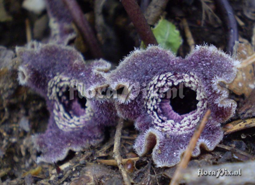 Asarum cf. asaroides (flowers close-up)