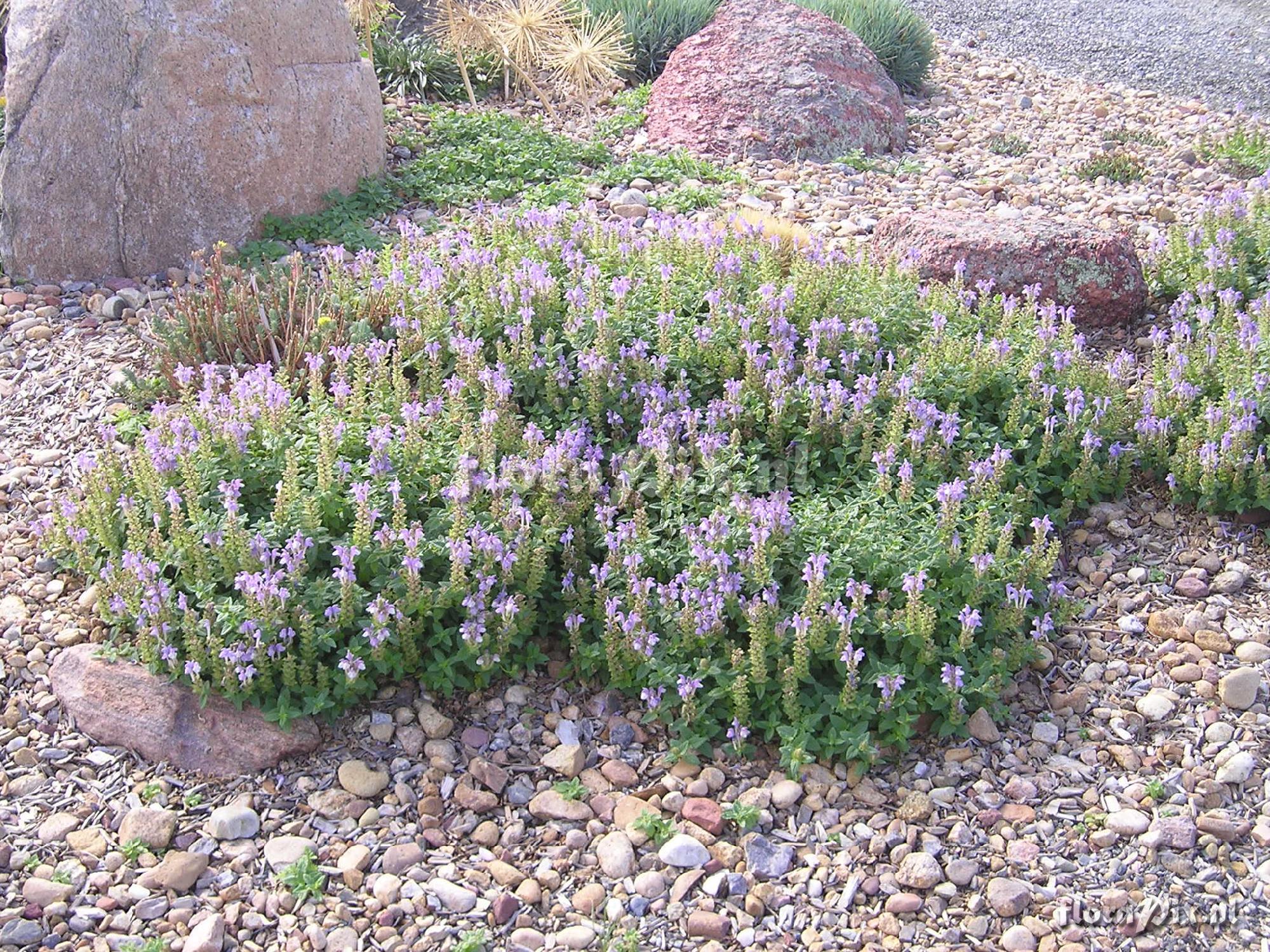 Scutellaria alpina