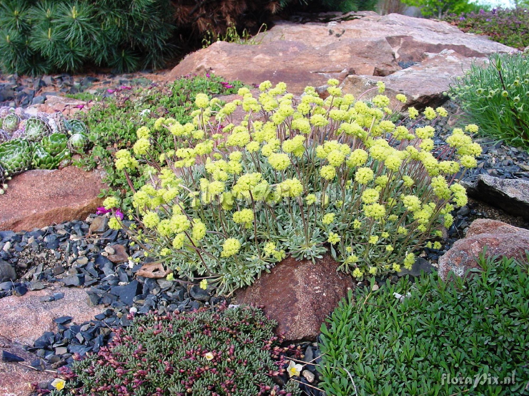 Eriogonum ovafolium