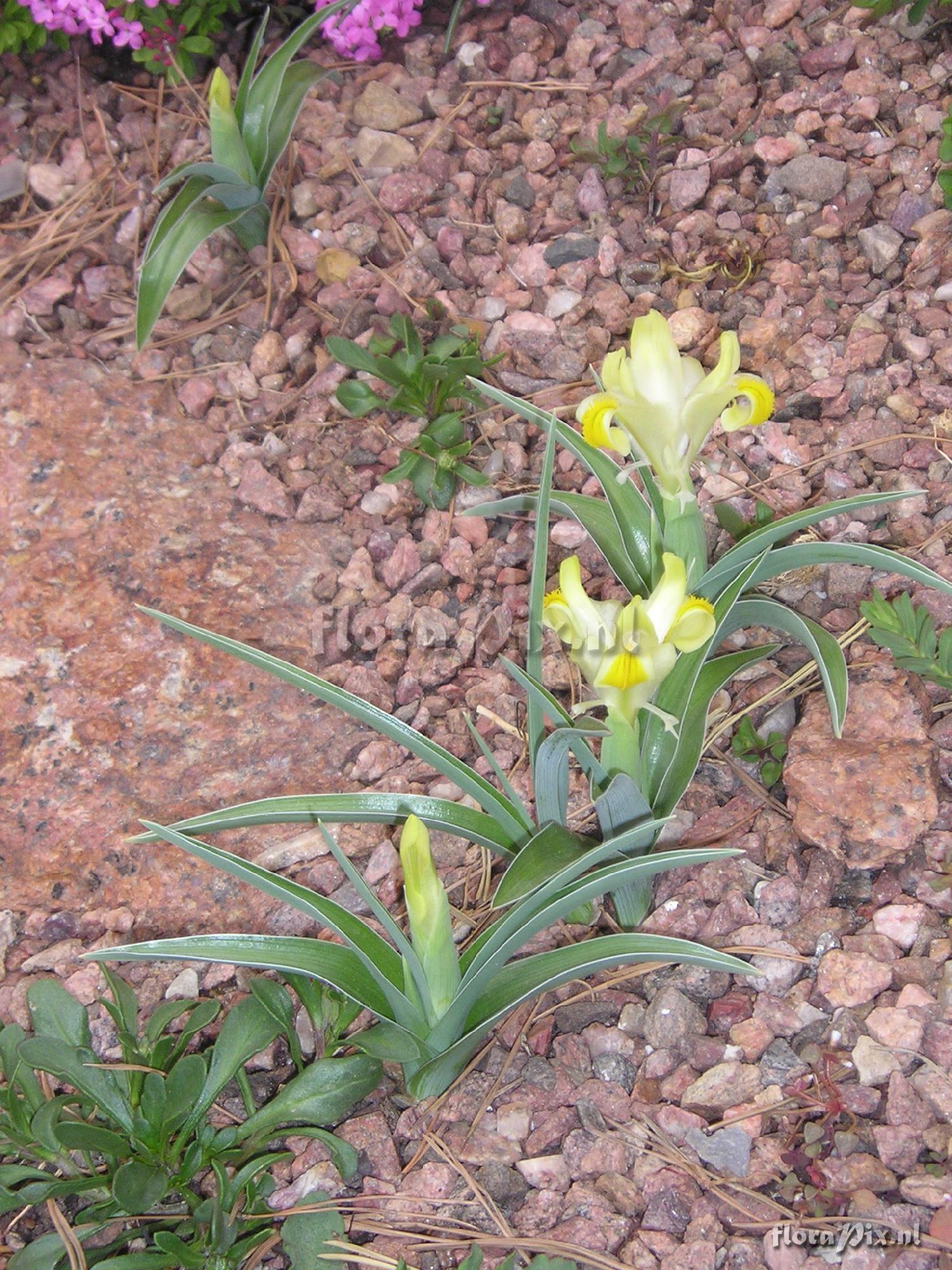 Iris pseudocaucasica