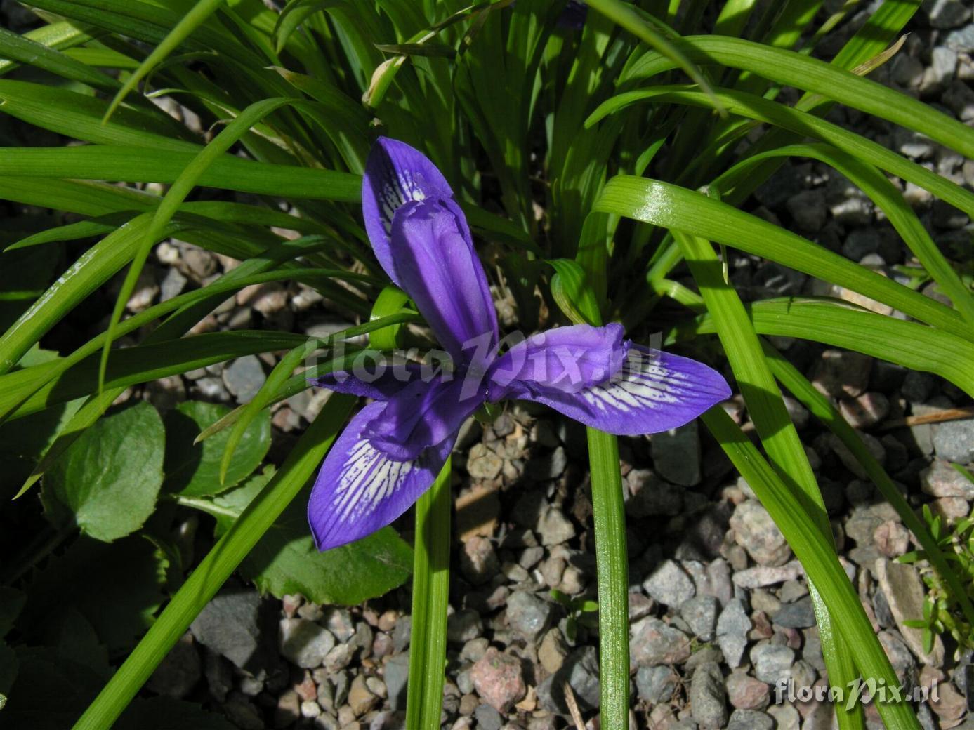 Iris ruthenica 