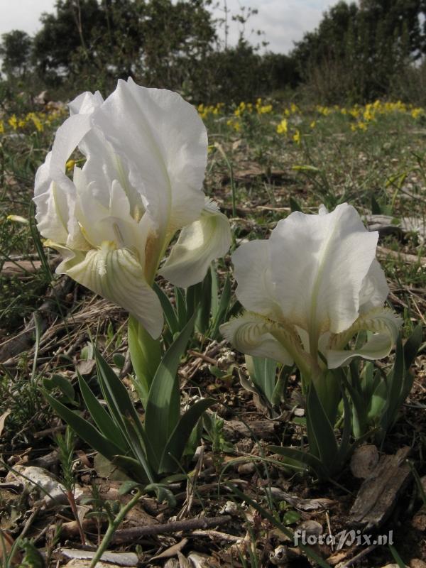 Iris chamaeiris (White form form)