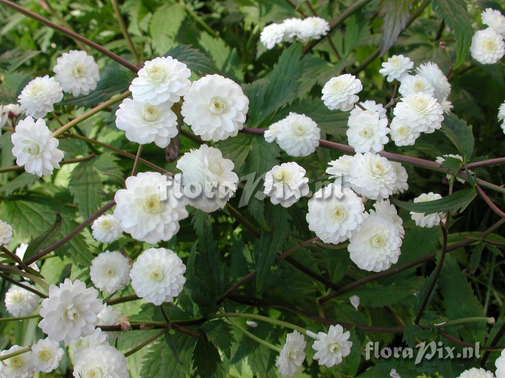 Ranunculus aconitifolius 
