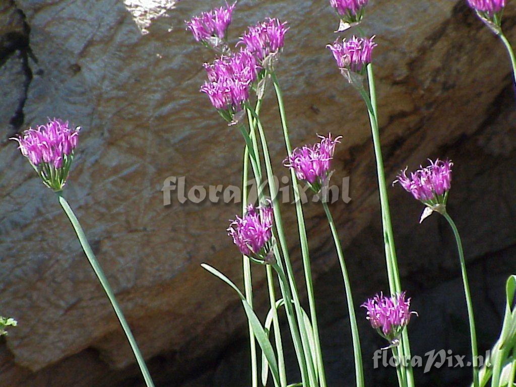 Allium brevistylum