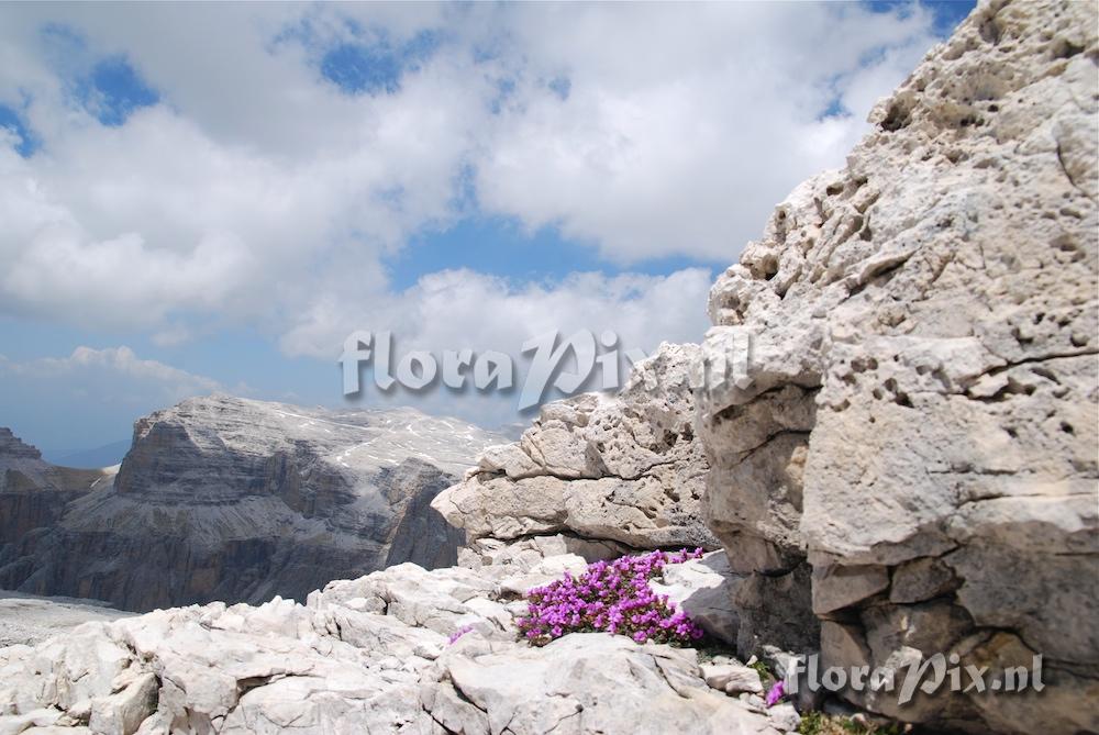 Saxifraga oppositifolia under boulder