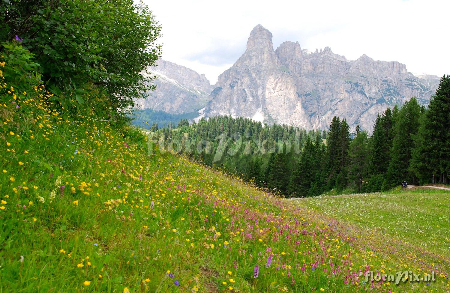 Dolomites meadow