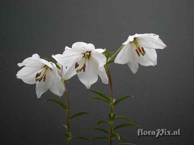 Lilium mackliniae