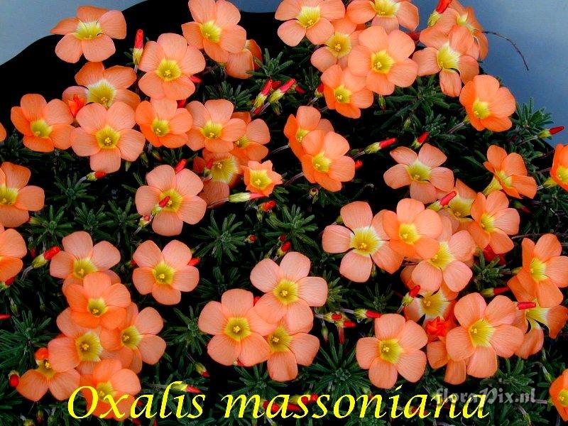 Oxalis massoniana