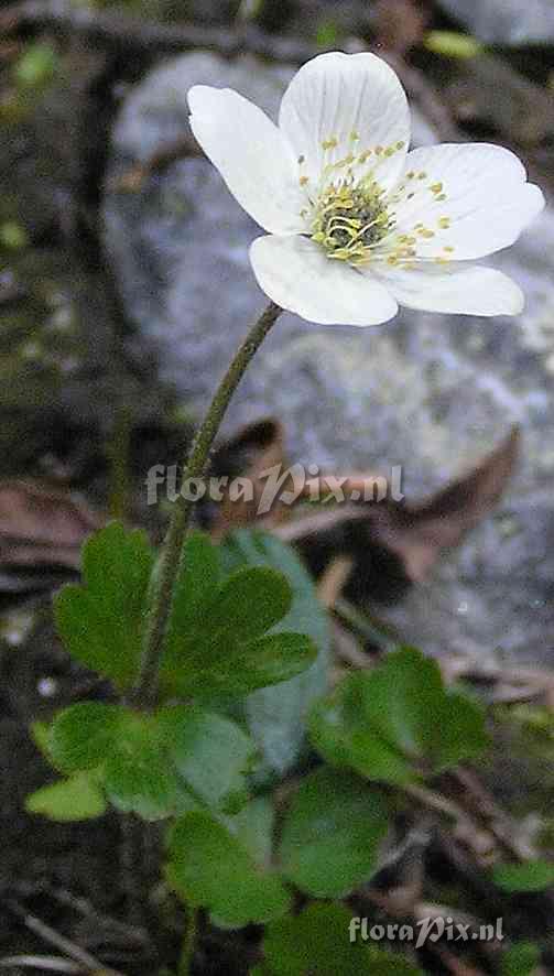 Anemone parviflora