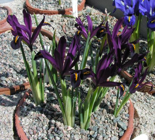 Iris reticulata 'S. J. Dijt'