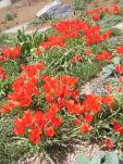 Tulipa albertii in Steppe Garden