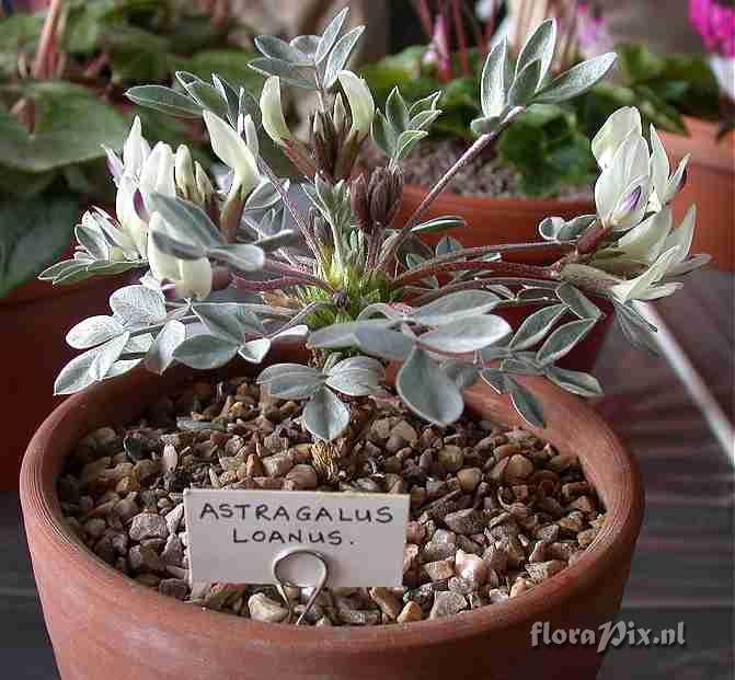 Astragalus loanus