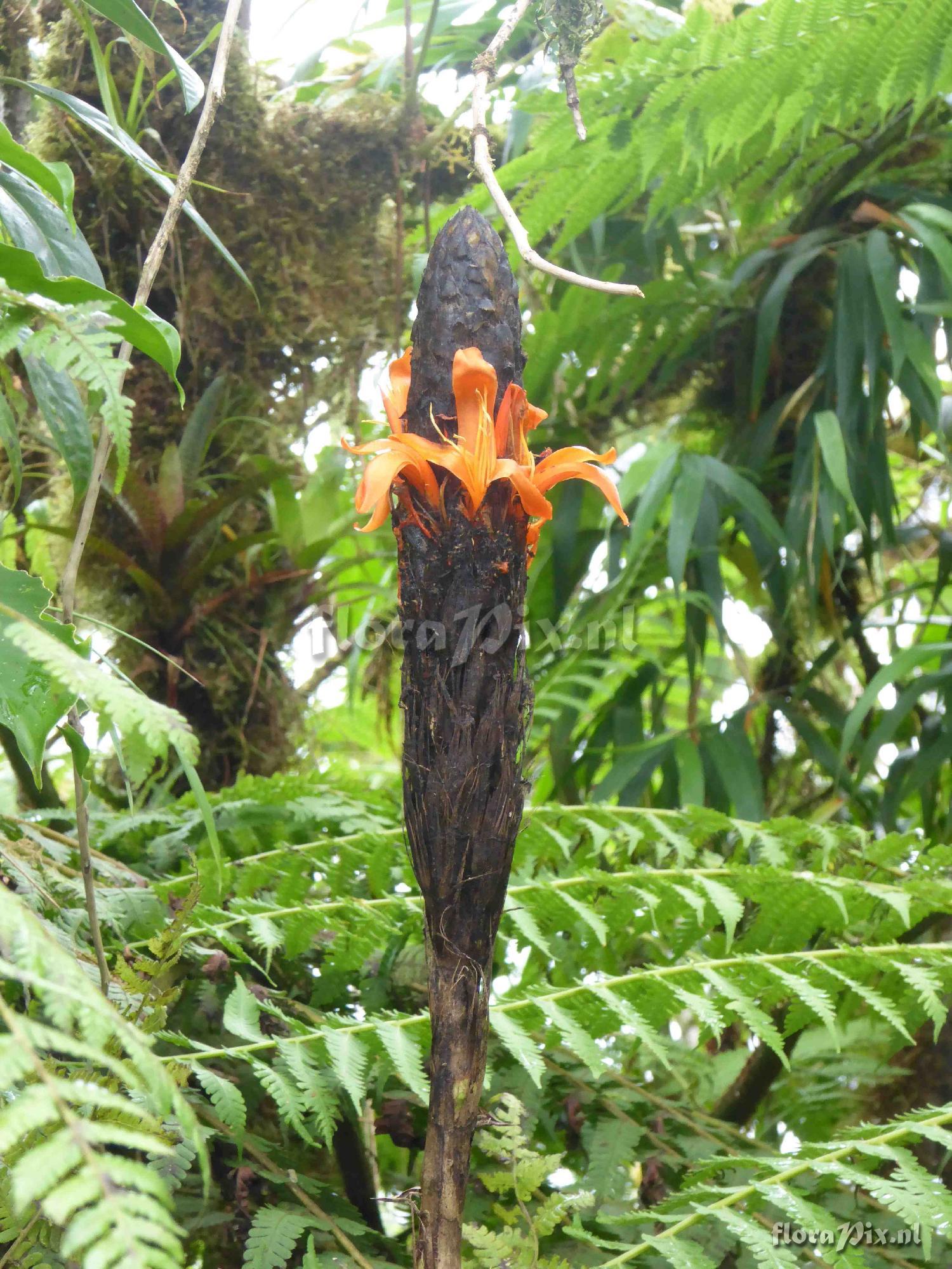 Pitcairnia lymansmithiana