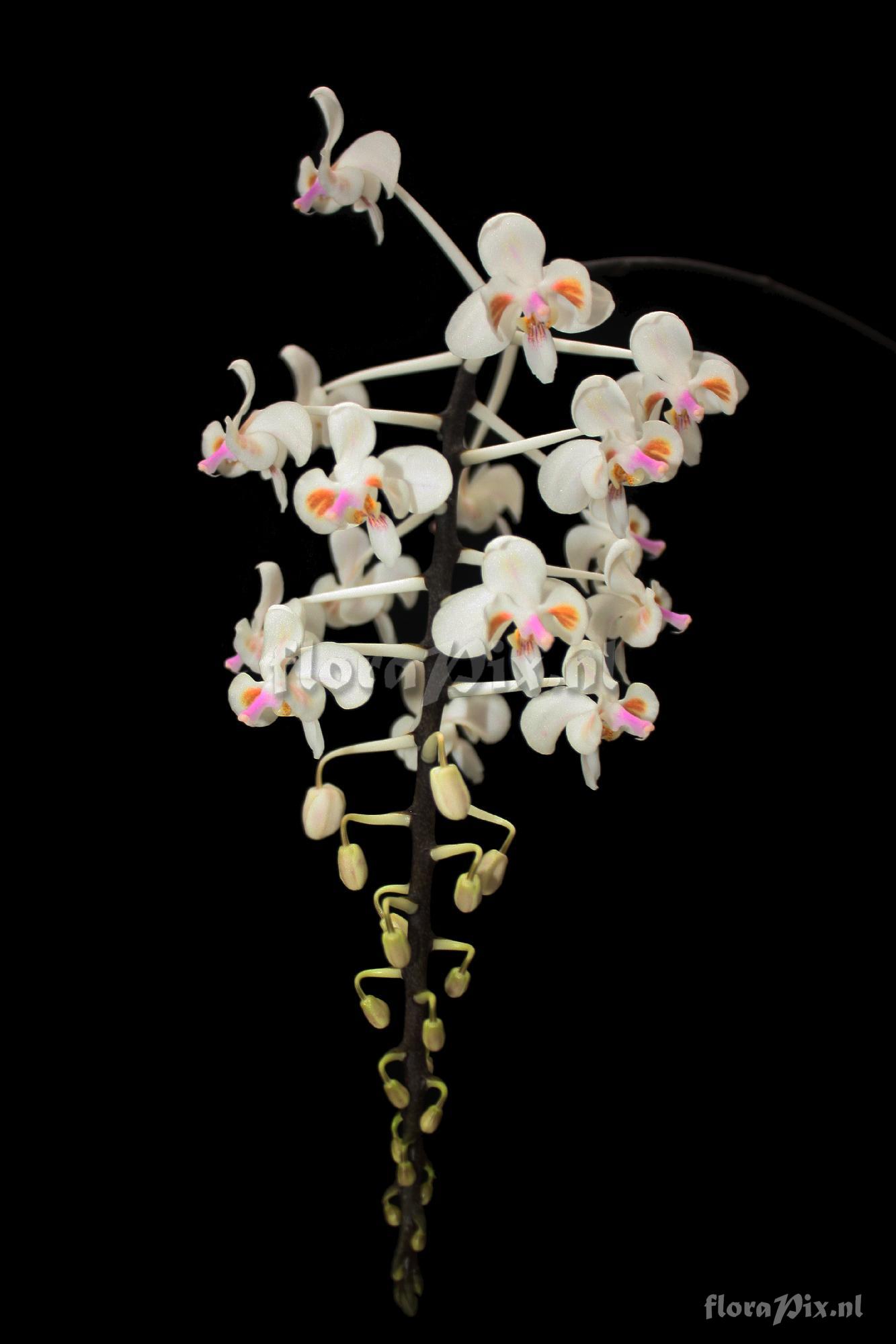Phalaenopsis celebensis Sweet