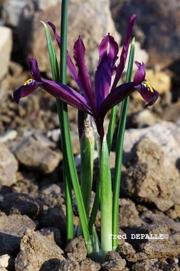 Iris reticulata 'kopetdagensis'