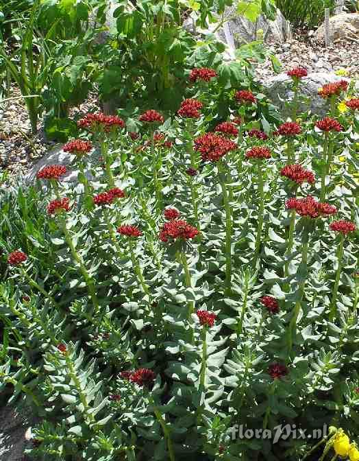 Sedum integrifolium