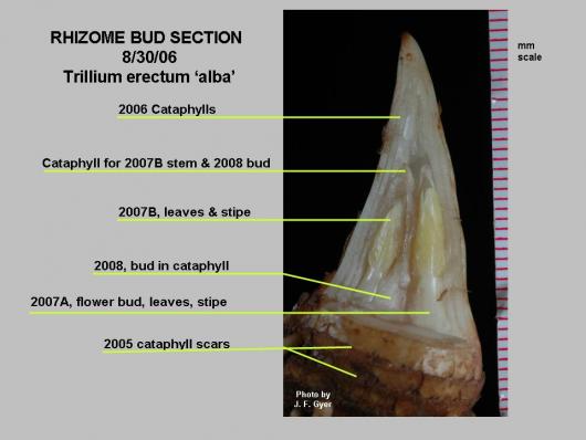 1-General Trillium-rhizome apical bud section