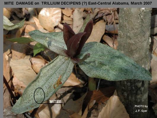 1-General Red-mites on Trillium decipens