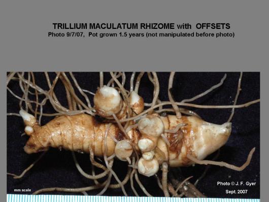 Trillium maculatum