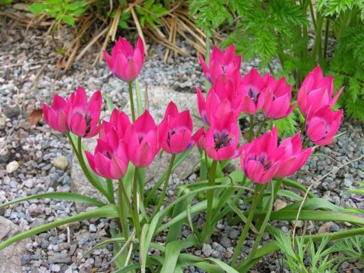 Tulipa 'Little Beauty'