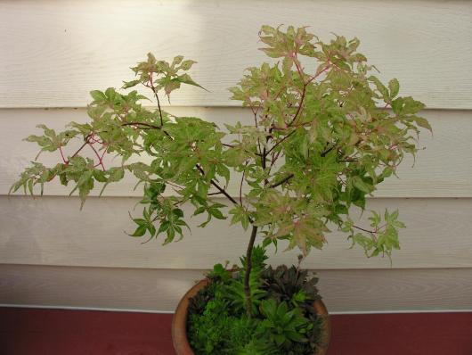Acer palmatum 'Ukigumo'