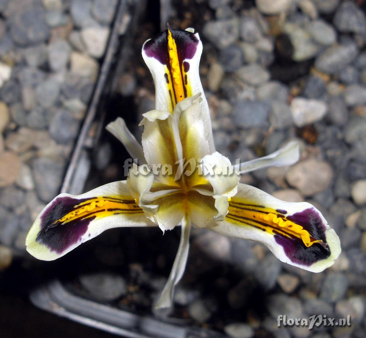 Iris rosenbachiana Darwas strain 