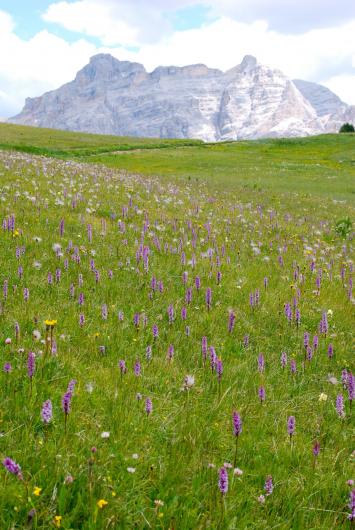 5-Dolomites orchid meadow